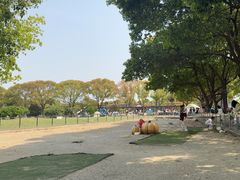 -苏州太湖西山岛开心农场