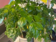 -伊斯麦尔丝路·新派菜(沙子口店)