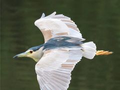 -重庆彩云湖湿地公园