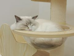 -瞄一喵猫咖(格力海岸店)