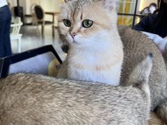 -猫小院猫主题餐厅(南锣旗舰店)