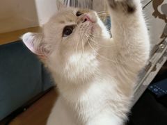 -滚猫咖啡·猫咖·猫友好撸猫(未来城店)