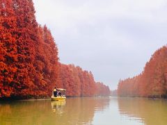 -上海海湾国家森林公园