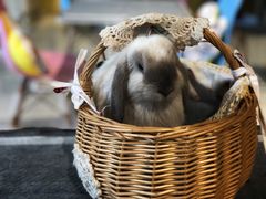 -RU DUCK柯尔鸭公社·撸鸭俱乐部·羊驼·小香猪