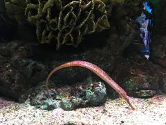 -暹罗海洋世界