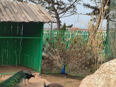 -西霞口神雕山野生动物世界