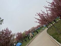 -塘沽森林公园