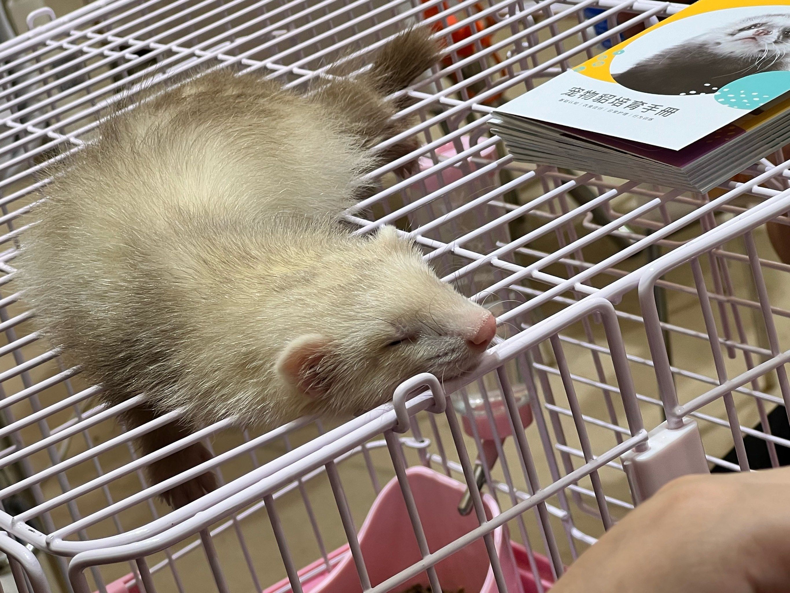 亚宠物一日游,小动物超级可爱!#毛手毛脚萌友会和