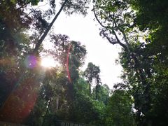 -西双版纳原始森林公园