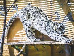 -青藏高原野生动物园