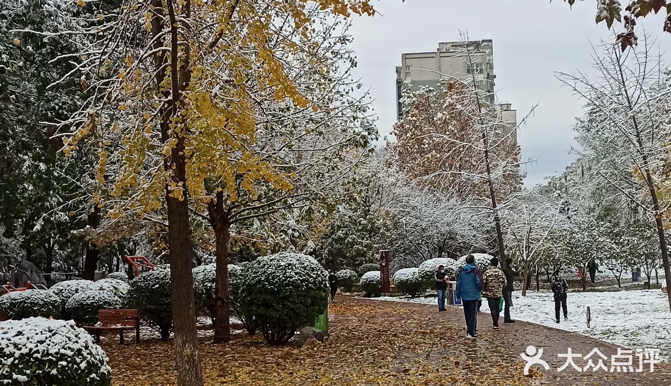 东环公园雪景和黄叶