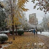 东环公园雪景和黄叶