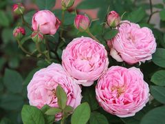 -真地道京味府·鲜橙烤鸭·北京菜(朝外大街东大桥店)