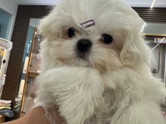 -翊宠yipet猫狗购宠庄园犬舍•猫舍