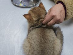 -中农国际动物医院24小时·猫科·骨科·急重症中心