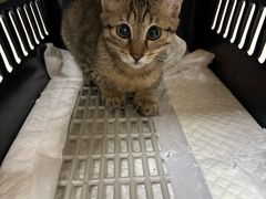 -安安宠医宠物医院·异宠·犬猫内科(岳阳分院)