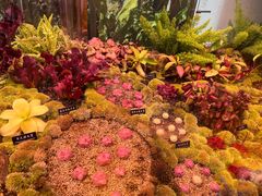 -中国科学院西双版纳热带植物园