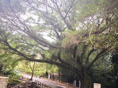 -广州市石门国家森林公园