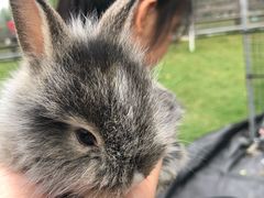 -前小桔亲子创意农场·草莓采摘·露营烧烤