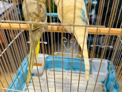 -青石桥花鸟鱼虫市场(叠翠城店)