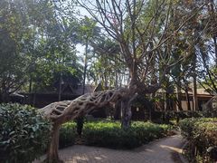 -瑞丽独树成林风景区