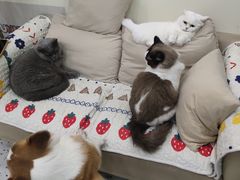 -柚子猫舍·精品猫舍购猫·猫咪认养·购宠·宠物店
