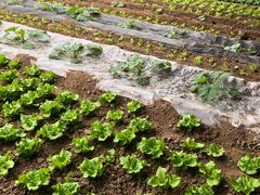 -田趣农庄草莓采摘园