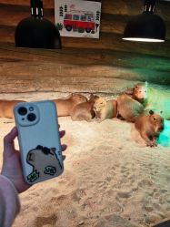 -Zoolung Zoolung动物主题公园(海信广场店)