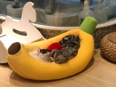 -momokira米努特·德文卷毛猫·棉花面纱犬