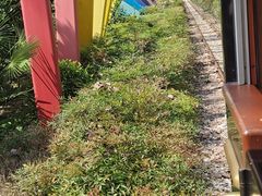 -合肥滨湖国家森林公园