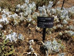 -墨尔本皇家植物园