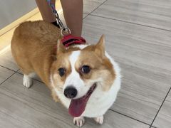 -申普宠物医院·眼科·心内科·影像科(普陀分院)