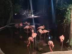 -清迈夜间动物园