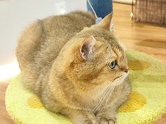 -COLOR PETS 撸猫馆·购猫·猫咖(长风大悦城店)