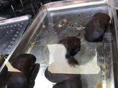 酱羊肝-来顺成饭庄