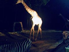 -清迈夜间动物园