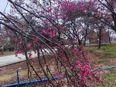 -天适樱花悠乐园