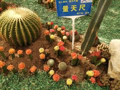 -海上花岛玫瑰园采摘