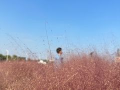 -鹅湖玫瑰文化园