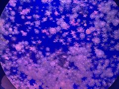 -江和美海洋公园