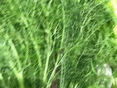 茴香-西北农副产品中心批发市场(广安路店)