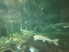 -华夏文旅海洋公园