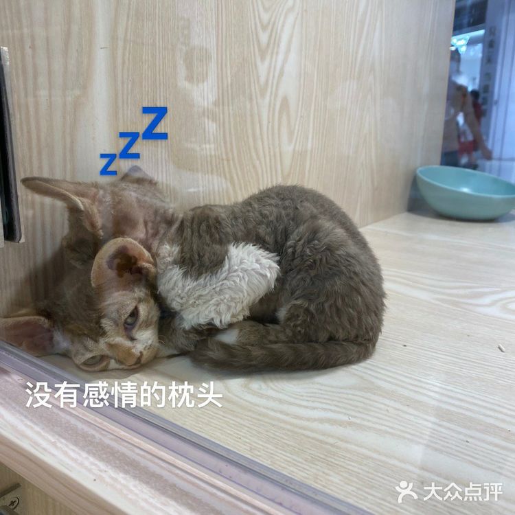 深圳探店｜一起撸猫🐱一起喵喵喵🐱