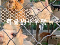 -长白岛森林公园