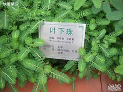 -广州神农草堂中医药博物馆