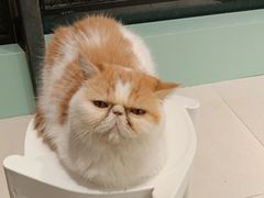 -怪兽屋·羊驼·猫咖·狗咖(俊华广场店)