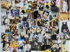 -美联众合爱康动物医院•复杂内科•肿瘤科•牙科•腔镜诊疗中心