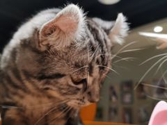 -藏猫猫咖啡主题馆(中央大道店)