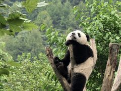 -卧龙中华大熊猫苑神树坪基地