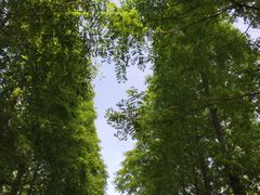 -昆山城市生态森林公园